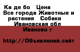 Ка де бо › Цена ­ 25 000 - Все города Животные и растения » Собаки   . Ивановская обл.,Иваново г.